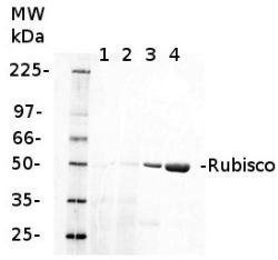 RbcL | Rubisco large subunit, form I (rabbit) in the group Antibodies Plant/Algal  / Global Antibodies at Agrisera AB (Antibodies for research) (AS03 037)
